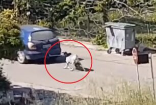 Βαρθολομιό Ηλείας: Κατσίκα που σχεδόν δεν μπορεί να περπατήσει είναι δεμένη σε εν κινήσει Ι.Χ.  (βίντεο)