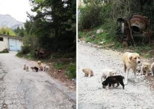 Βουργαρέλι Άρτας: Δολοφονημένη από φόλα σκυλίτσα που θέλησαν να ξεφορτωθούν δίνοντας τη σε συλλέκτη (βίντεο)