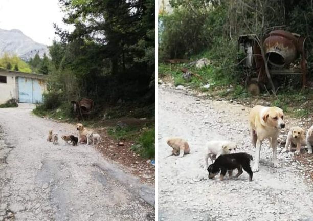 Βουργαρέλι Άρτας: Δολοφονημένη από φόλα σκυλίτσα που θέλησαν να ξεφορτωθούν δίνοντας τη σε συλλέκτη (βίντεο)