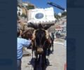 Διαμαρτυρία στο λιμάνι του Πειραιά στις 4 Ιουνίου για την κακοποίηση ιπποειδών στην Ύδρα