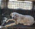 Έκκληση ώστε εκπαιδευτής να βοηθήσει σκύλο που σώθηκε μετά από πυροβολισμό στο Αδάμι Αργολίδας