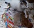 Αγία Παρασκευή Αττικής: Πέταξε τρία άρρωστα γατάκια – Τα δύο ήδη πέθαναν (βίντεο)