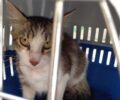 Αιγάλεω Αττικής: Έσωσαν γάτα που κάποιος βασάνισε με συρμάτινη θηλιά