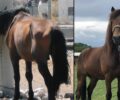 Έξι χρόνια μετά τη διάσωση του άλογο που το κακοποιούσαν στον Ασπρόπυργο βρίσκει τον εαυτό του χάρη στον Ιππόθεσις
