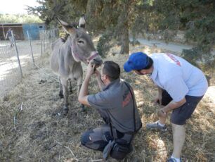 Αμοργός: Μια ζωή δεμένα πόδια με παστούρα είχε γάιδαρος που έσωσαν φιλόζωοι (βίντεο)