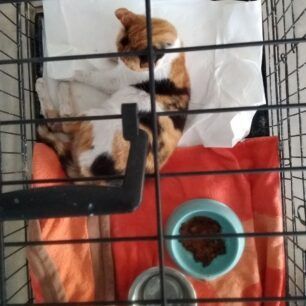 AnoPatisiaGataAerovolo10 6 2022 1