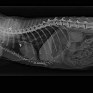AnoPatisiaGataAerovoloAktinografia10 6 2022 1