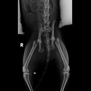 AnoPatisiaGataAerovoloAktinografia10 6 2022 2