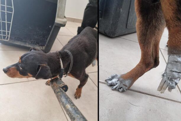 Αρχοντικό Πέλλας: Έκκληση για τον πυροβολημένο σκύλο που αυτοακρωτηριάστηκε