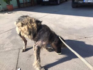Ασπρόχωμα Μεσσηνίας: Βρέθηκε σκύλος σε άθλια κατάσταση - Έκκληση για τα έξοδα περίθαλψης (βίντεο)