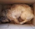 Μαζική δολοφονία γατιών και σκυλιών με φόλες στην Ελιά Λακωνίας