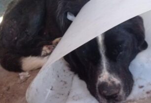Φανός Φλώρινας: Σε τραγική κατάσταση αδέσποτος σκύλος με τεράστια πληγή στους όρχεις