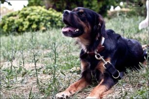 Χάθηκε σκύλος στο Μαρκόπουλο Αττικής