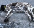 Αμύνταιο Φλώρινας: Ακόμα ένας σκύλος δολοφονημένος με φόλα