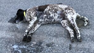 Αμύνταιο Φλώρινας: Ακόμα ένας σκύλος δολοφονημένος με φόλα