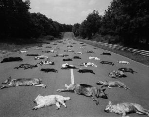 «Η φωτογραφία της ντροπής» στη Γαλλία - Έως το 1980 σκότωναν τα σκυλιά που οι ιδιοκτήτες τους εγκατέλειπαν
