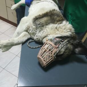 Γαλήνη Λάρισας: Με φόλα σκότωσε σκυλίτσα, τη μαμά 8 κουταβιών 2 GaliniLarisas23 6 2022 3