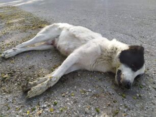 Γαλήνη Λάρισας: Με φόλα σκότωσε σκυλίτσα, τη μαμά 8 κουταβιών