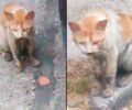 Αθήνα: Έκκληση για να σωθεί εξαιρετικά άρρωστη αδέσποτη γάτα (βίντεο)
