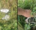 Γρεβενά: Βρήκε 12 κουταβάκια μέσα σε τσουβάλια πεταμένα στα χωράφια (βίντεο)