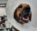 Ηράκλειο Κρήτης: Ακόμα ένας σκύλος σοβαρά τραυματισμένος από πυροβολισμό – Έκκληση για τα έξοδα περίθαλψης (βίντεο)
