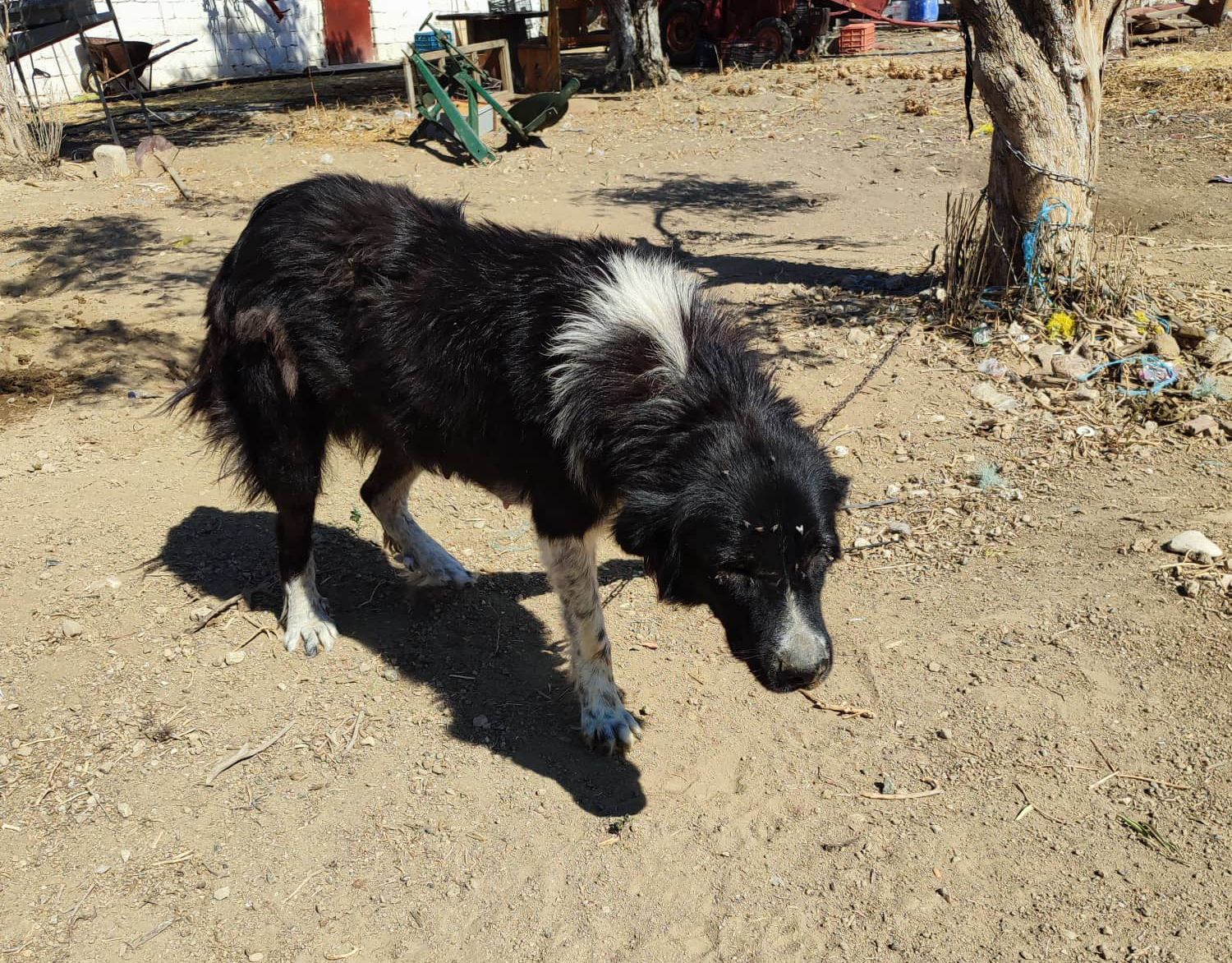 Ίσθμια Κορινθίας: Σκύλος άρρωστος αλυσοδεμένος στον ήλιο χωρίς νερό μέσα σε κτήμα