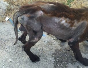 Σε άθλια κατάσταση σκελετωμένος σκύλος που βρέθηκε στον Κόκκινο Πύργο Ηρακλείου Κρήτης (βίντεο)