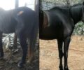Καλύτερα χάρη στον «Ιππόθεσις» το άλογο που κακοποιούσε ο ιδιοκτήτης του στο Κόμμα Φθιώτιδας
