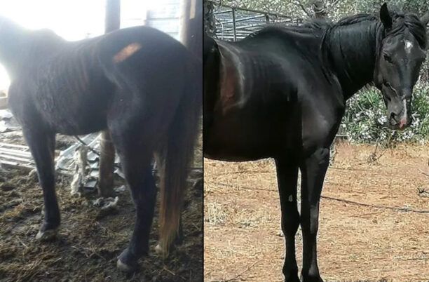 Ζει χωρίς πόνο και πείνα χάρη στον «Ιππόθεσις» άλογο που κακοποιούσε ο ιδιοκτήτης του στο Κόμμα Φθιώτιδας