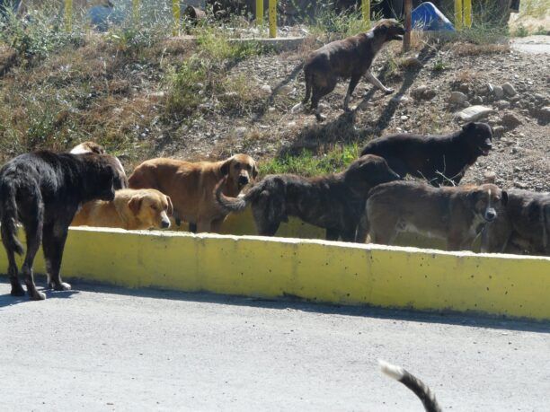 Κομοτηνή Ροδόπης: 350+ εξαθλιωμένα σκυλιά μένουν χωρίς τροφή απ’τα σκουπίδια καθώς κλείνει χωματερή