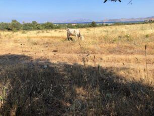 Κως: Αγελάδα γεμάτη πληγές δεμένη σε χωράφι χωρίς νερό