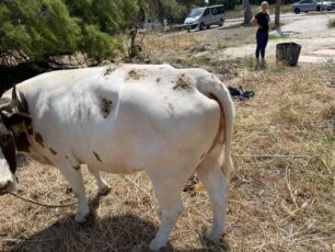 Κως: Κατήγγειλαν στην Αστυνομία αυτόν που κακοποιεί την αγελάδα