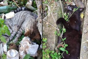 Με φόλες δολοφόνησε γάτες στο Κυπαρίσσι Λακωνίας