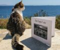 Γάτες της Σύρου στολίζουν την γκαλερί Plastico - Διαθέσιμο προς πώληση το λεύκωμα «The Yard Cats»