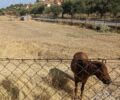 Λέσβος: Κακοποιούσε το άλογο του αφήνοντας τον διαρκώς στον ήλιο και απειλούσε να το κάνει σαλάμι