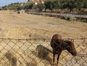 Λέσβος: Κακοποιούσε το άλογο του αφήνοντας τον διαρκώς στον ήλιο και απειλούσε να το κάνει σαλάμι