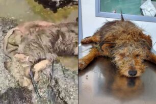 Λιμενάρι Μεσσηνίας: Πέθανε ηλικιωμένος σκύλος που βρέθηκε στη θάλασσα να παλεύει για τη ζωή του (βίντεο)