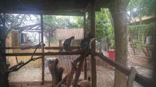 Το χρονικό και ο γραφειοκρατικός «Γολγοθάς» για τη διάσωση 3 μαϊμούδων που κακοποιούνταν στην Ελλάδα