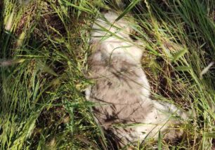 Μαρούσι Αττικής: Δολοφονημένες με φόλες αδέσποτες γάτες