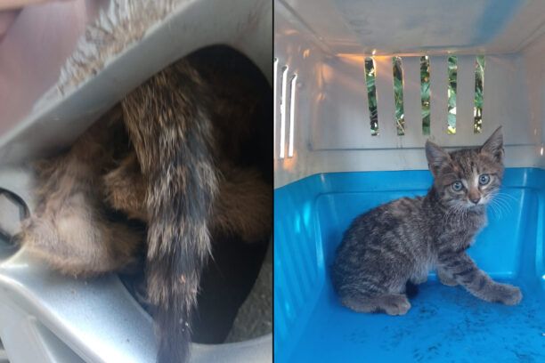 Μαρούσι Αττικής: Έσωσαν γατάκι που σφήνωσε στον τροχό εν κινήσει αυτοκινήτου (βίντεο)