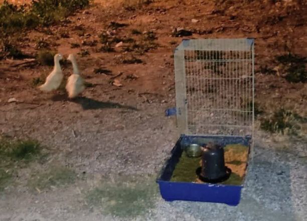 Μαρούσι Αττική: Εγκατέλειψε δύο παπάκια μέσα σε κλουβί