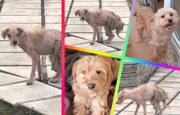 Βρήκε σπιτικό η σκυλίτσα που περιφερόταν εξαθλιωμένη στη Μελίκη Ημαθίας (βίντεο)