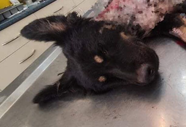 Μελίκη Ημαθίας: Οι φωτογραφίες αποδεικνύουν το βασανιστήριο του σκύλου που ιδιοκτήτης καφετέριας περιέλουσε με καυτό νερό