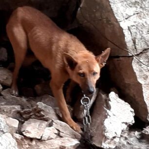 NaxosMoutsounaSkylos10 6 2022 0 1