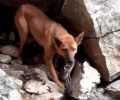 Νάξος: Τουρίστες βρήκαν σκύλο αλυσοδεμένο στα βράχια χωρίς νερό και τροφή (βίντεο)