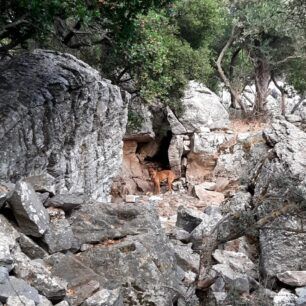 NaxosMoutsounaSkylos10 6 2022 3