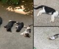 Αθήνα: Με φόλες σκότωσε 6 γάτες στον Νέο Κόσμο (βίντεο)