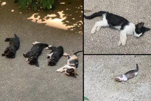 Αθήνα: Με φόλες σκότωσε 6 γάτες στον Νέο Κόσμο (βίντεο)