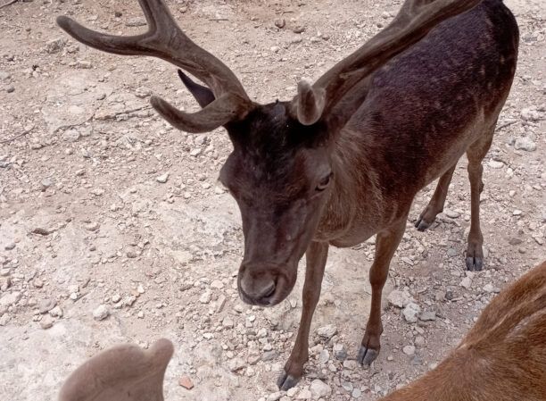 Χωρίς νερό ελάφια, παγώνια και άλλα ζώα στο νησάκι της Μονής (Δήμος Αίγινας)