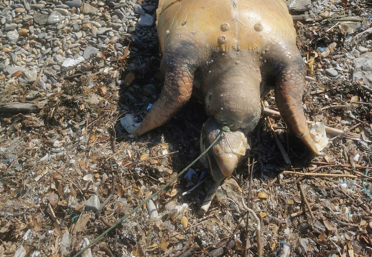 Θαλάσσια χελώνα με ανοιγμένο κεφάλι και με θηλιά στον λαιμό βρέθηκε στον Παγασητικό Κόλπο